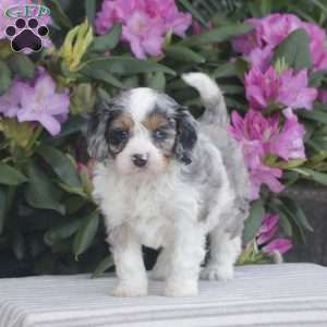 Patches, Cavapoo Puppy